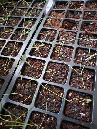 춘양 똘방구님의 파 · 자유게시판 작성글 사진