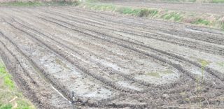 코람데오창조농장님의 벼 · 자유게시판 작성글 사진