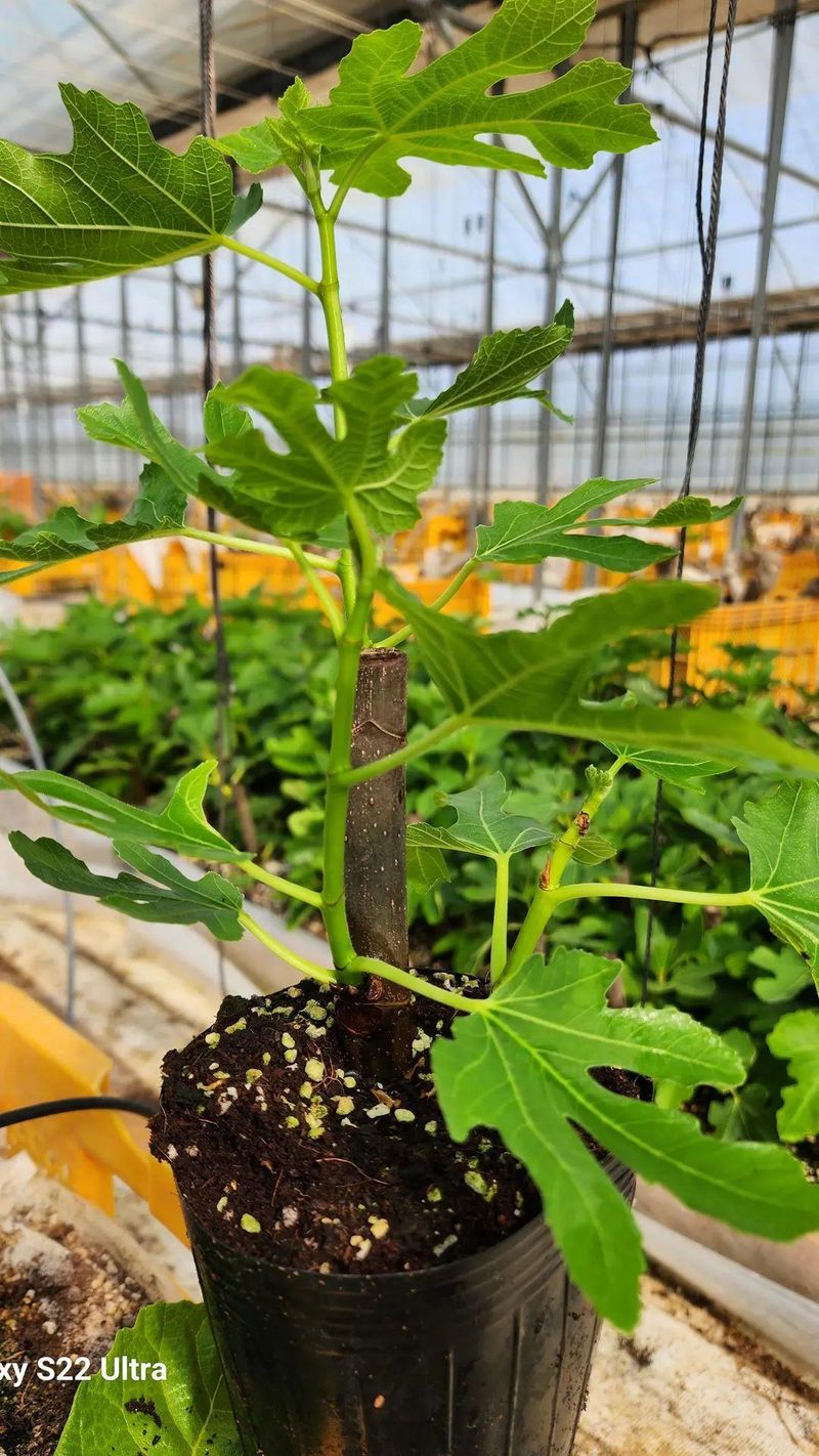 희망무화과님의 장터 판매 상품 [올해수확하는 건강하고 충실한 무화과묘목 분양] 첨부 사진