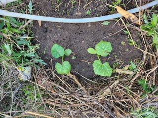 김찬우님의 자유주제 · 자유게시판 작성글 사진