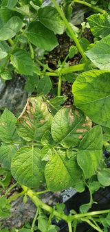 팜모닝 감자·병해충상담 게시글 이미지