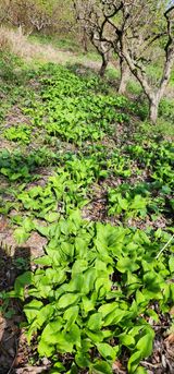 팜모닝 기타작물·자유게시판 게시글 이미지