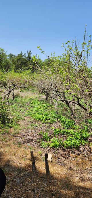 박필진님의 기타작물 · 자유게시판 작성글 사진