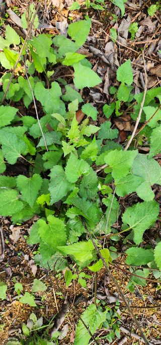 박필진님의 기타작물 · 자유게시판 작성글 사진