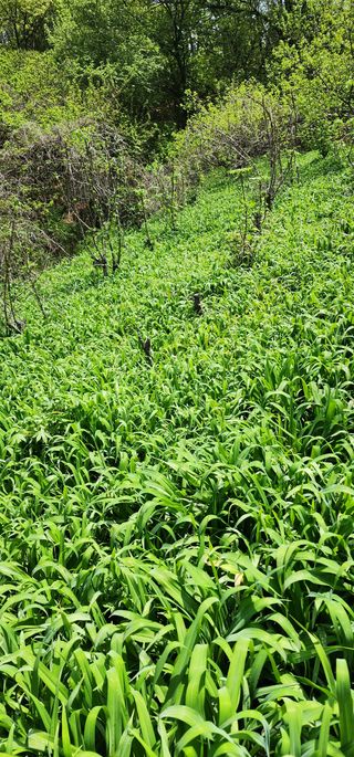 박필진님의 기타작물 · 자유게시판 작성글 사진