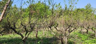 박필진님의 기타작물 · 자유게시판 작성글 사진