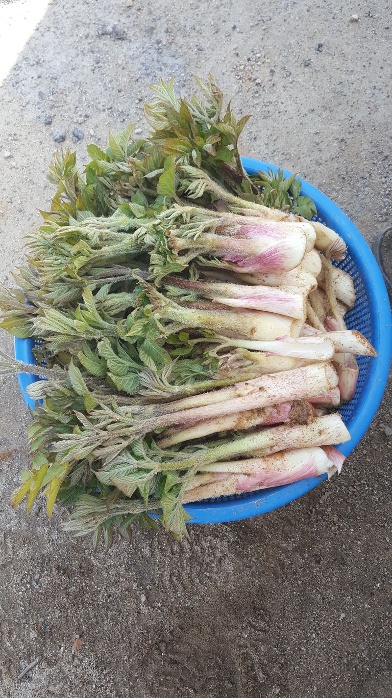 장터 상품 [땅두릅1키로] 썸네일