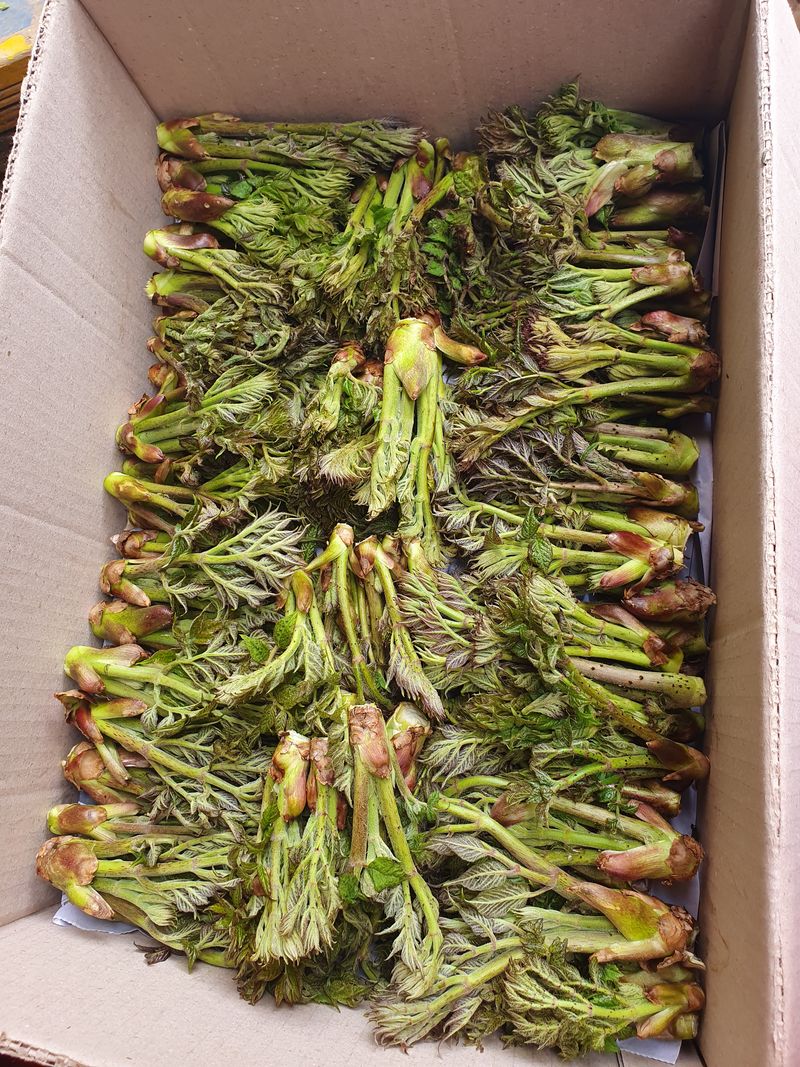 장터 상품 [600고지 자연산 참두릅과 엄나무 품절] 썸네일