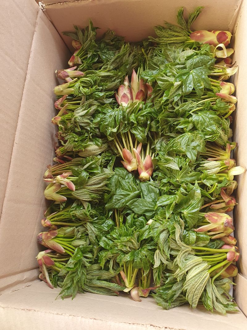 농산물에 진심구병안님의 장터 판매 상품 [600고지 자연산 참두릅과 엄나무 품절] 첨부 사진