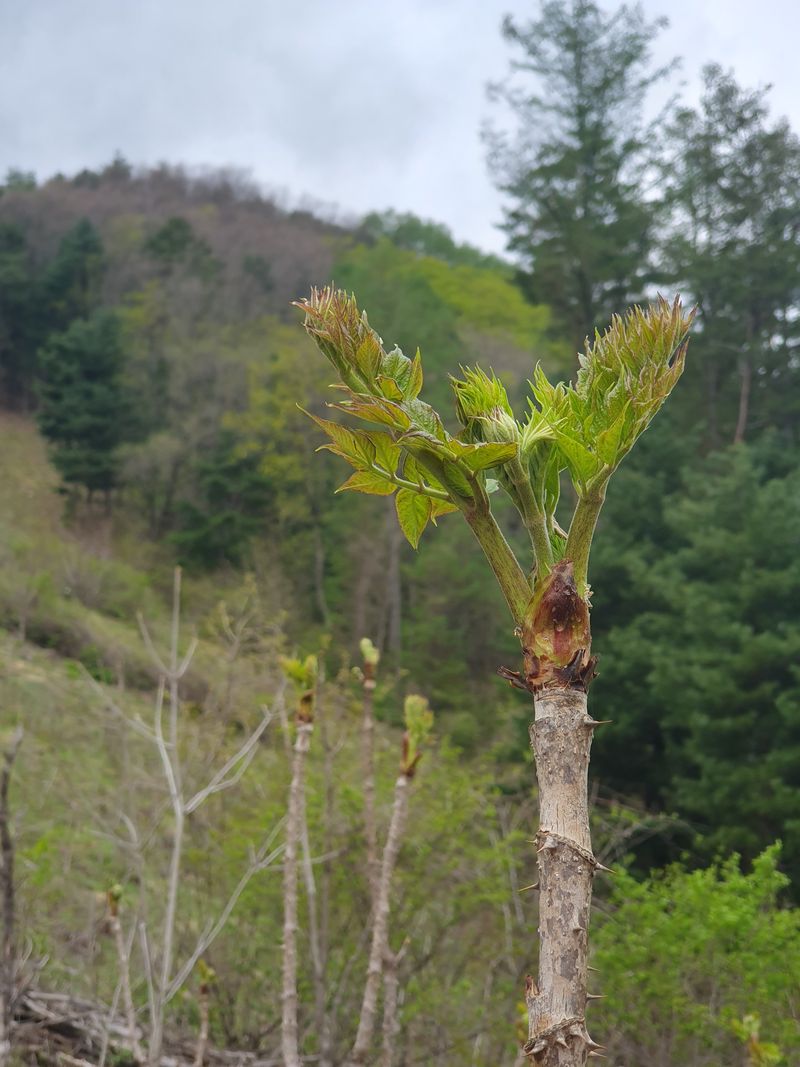 농산물에 진심구병안님의 장터 판매 상품 [600고지 자연산 참두릅과 엄나무 품절] 첨부 사진