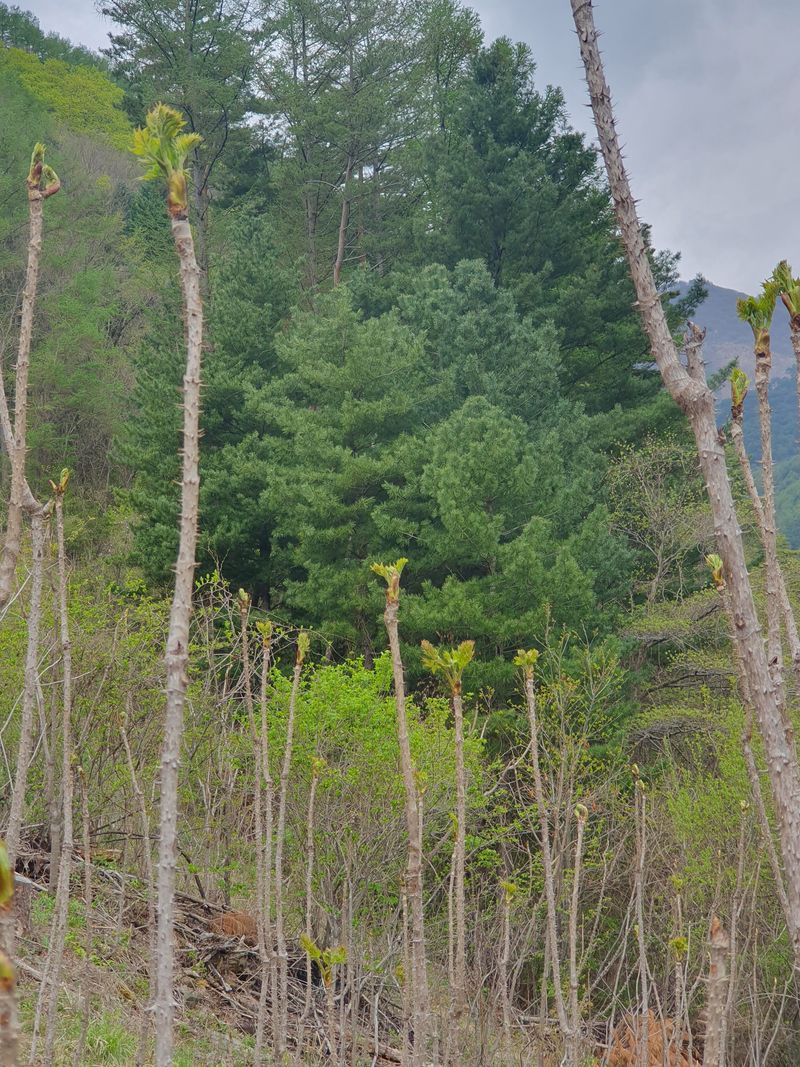 농산물에 진심구병안님의 장터 판매 상품 [600고지 자연산 참두릅과 엄나무 품절] 첨부 사진