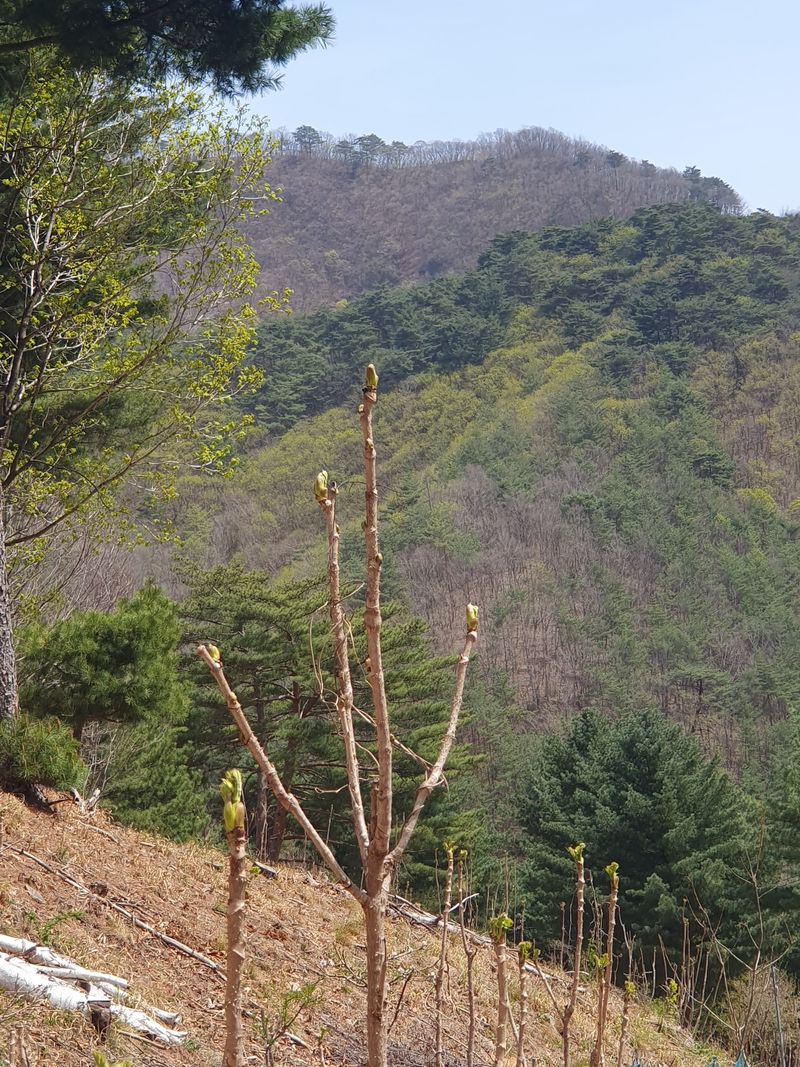농산물에 진심구병안님의 장터 판매 상품 [600고지 자연산 참두릅과 엄나무 품절] 첨부 사진