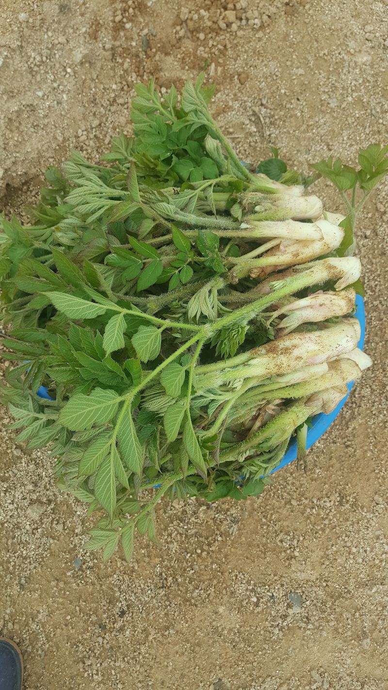 장터 상품 [땅두릅1키로] 썸네일