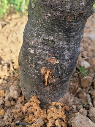 이진신님의 사과 · 병해충상담 작성글 사진