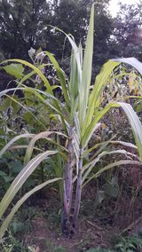 팜모닝 기타작물·자유게시판 게시글 이미지