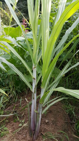 정보센터님의 기타작물 · 자유게시판 작성글 사진