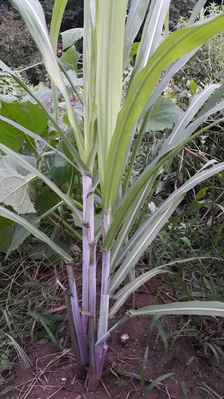 정보센터님의 기타작물 · 자유게시판 작성글 사진
