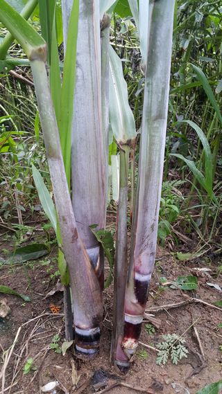 정보센터님의 기타작물 · 자유게시판 작성글 사진