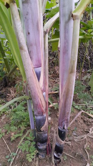 정보센터님의 기타작물 · 자유게시판 작성글 사진