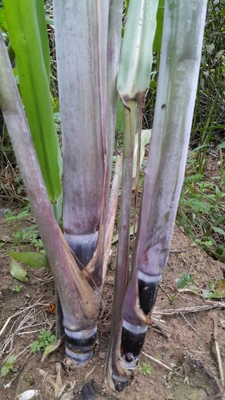 정보센터님의 기타작물 · 자유게시판 작성글 사진