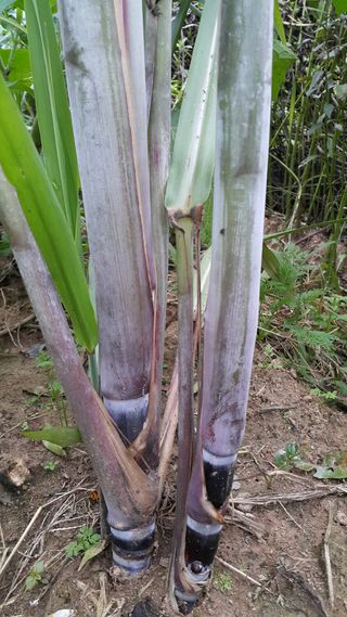 정보센터님의 기타작물 · 자유게시판 작성글 사진