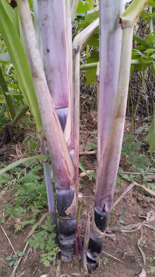 정보센터님의 기타작물 · 자유게시판 작성글 사진