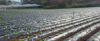 박호성님의 배추 · 일상 작성글 사진