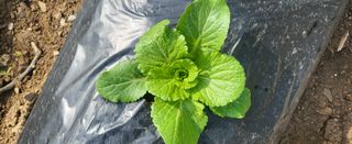 박호성님의 배추 · 일상 작성글 사진