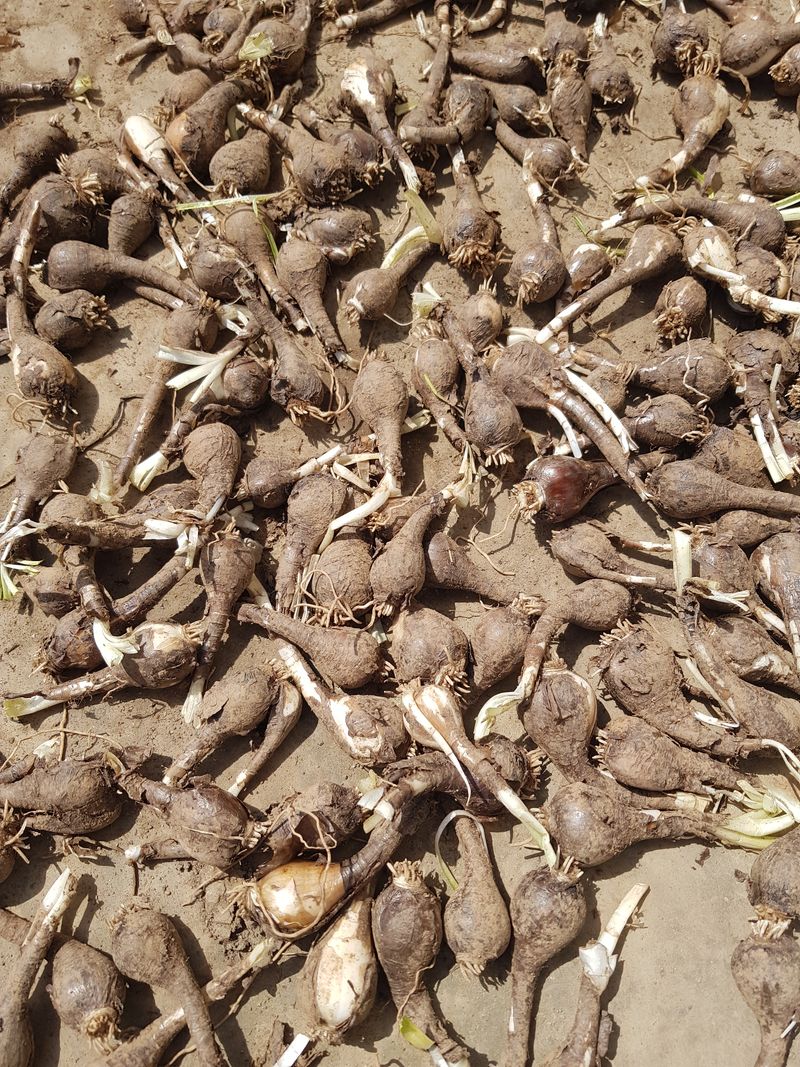 장터 상품 [거제상사화 ] 썸네일