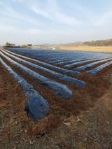 팜모닝 자유주제·자유게시판 게시글 이미지