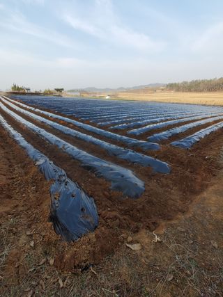 코지뱅이김영선님의 자유주제 · 자유게시판 작성글 사진