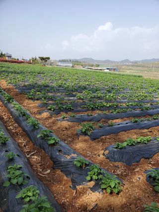 코지뱅이김영선님의 자유주제 · 자유게시판 작성글 사진