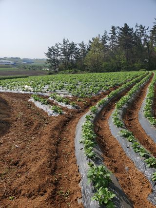 코지뱅이김영선님의 자유주제 · 자유게시판 작성글 사진