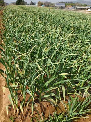 코지뱅이김영선님의 자유주제 · 자유게시판 작성글 사진