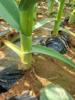 코지뱅이김영선님의 자유주제 · 자유게시판 작성글 사진