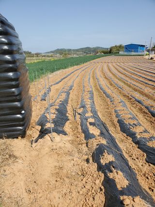 코지뱅이김영선님의 자유주제 · 자유게시판 작성글 사진