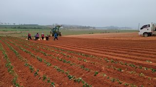 무안선유농원님의 고구마 · 자유게시판 작성글 사진