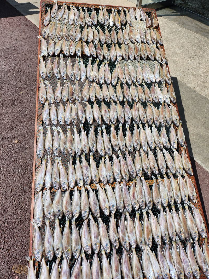 매일굴비센타 님의 장터 판매 상품 [손질참굴비 1키로에 16미] 첨부 사진