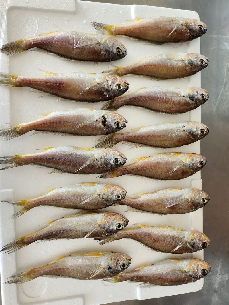 매일굴비센타 님의 장터 판매 상품 [손질참굴비 1키로에 16미] 첨부 사진