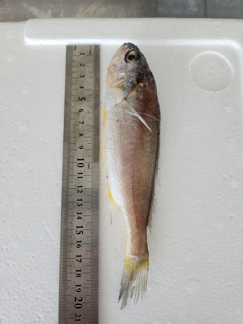 매일굴비센타 님의 장터 판매 상품 [손질참굴비 1키로에 16미] 첨부 사진