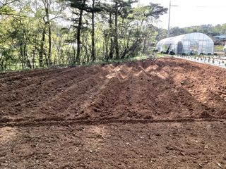 충남 아산 박양석 님의 기타작물 · 자유게시판 작성글 사진