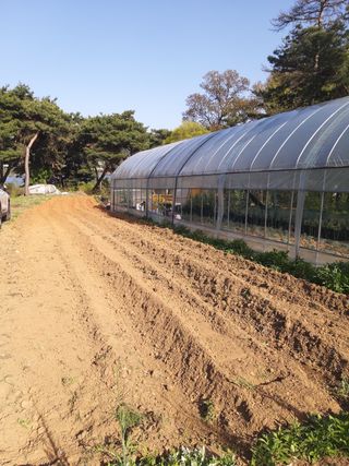 충남 아산 박양석 님의 기타작물 · 자유게시판 작성글 사진