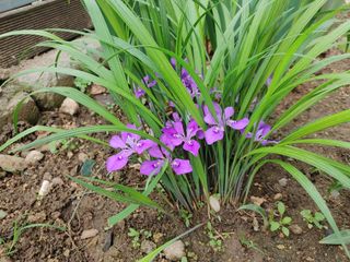 조정분(사랑이엄마)님의 자유주제 · 자유게시판 작성글 사진