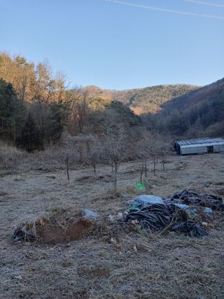 이규섭님의 사과 · 병해충상담 작성글 사진