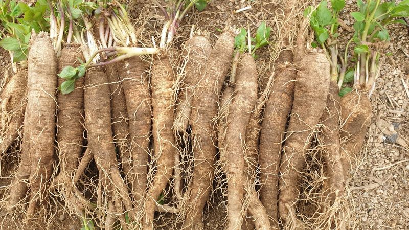 장터 상품 [더덕1kg 20,000만원 판매완료] 썸네일