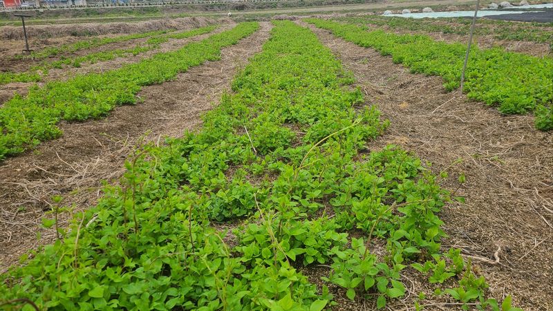 조병대님의 장터 판매 상품 [더덕1kg 20,000만원 판매완료] 첨부 사진