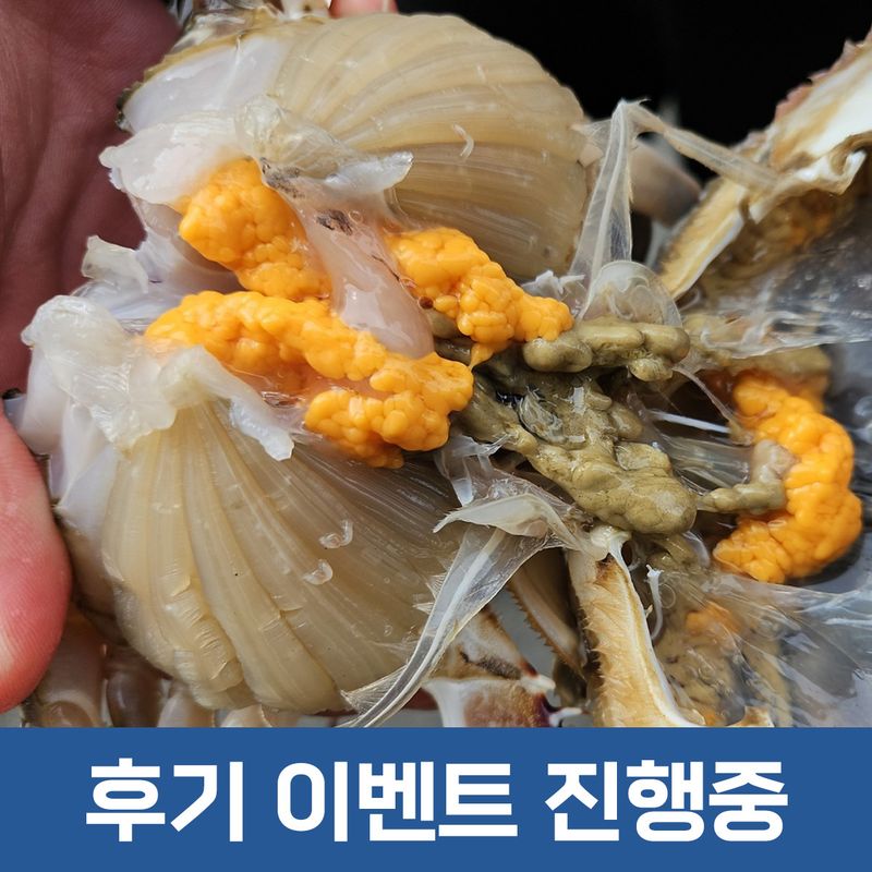 장터 상품 [[지웅수산] 인천에서 조업한 국내산 활 암꽃게 판매합니다! ※품절※] 썸네일