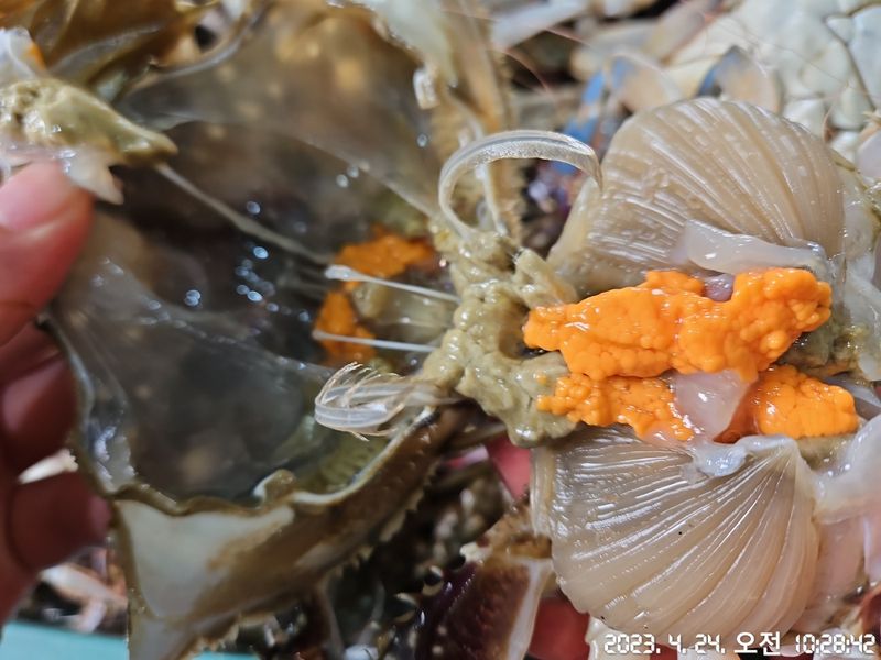 임지원님의 장터 판매 상품 [[지웅수산] 인천에서 조업한 국내산 활 암꽃게 판매합니다! ※품절※] 첨부 사진