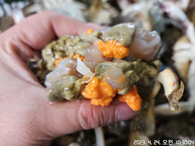 임지원님의 장터 판매 상품 [[지웅수산] 인천에서 조업한 국내산 활 암꽃게 판매합니다! ※품절※] 첨부 사진