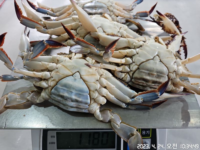 임지원님의 장터 판매 상품 [[지웅수산] 인천에서 조업한 국내산 활 암꽃게 판매합니다! ※품절※] 첨부 사진